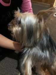Sweet , Loving ,1 Year Old Female Yorkie For Sell!!
