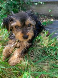 Small 9 Week Old Pure Bred Female Yorkshire Terrier