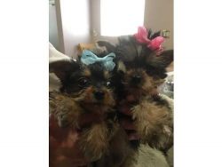 Tea Cup Yorkie Puppies Ready To Go!!!