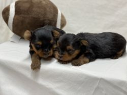 Yorkies Available