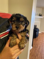 Adorable Yorkie puppies for sale