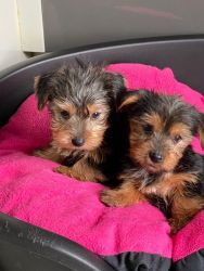 yorkie puppies available