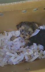 Toy Yorkie puppy for sale