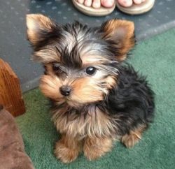 Purebred Female and Male Teacup Yorkie puppies for Sale