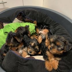 Beautiful Yorkie Puppies For Sale