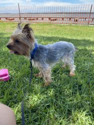 Female Yorkie for sale!