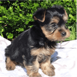 Little sweet yorkie terrier boy for sale 12 weeks old