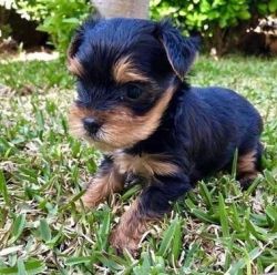 Male and Female Yorkie for sale!
