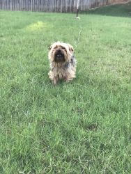 2 Year old Yorkie (Male)
