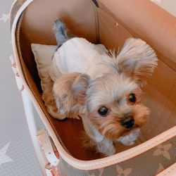 Teacup Yorkie Puppies Looking For Their Forever home