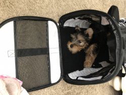 Family wanted...Yorkshire Terrier 10 weeks Female