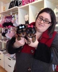 Tea Cup Yorkie Puppies Ready To Go !