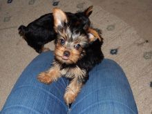 Quality Female and Male Teacup and Normal size Yorkie Puppies