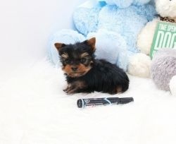 AKC Teacup Yorkie puppies available now