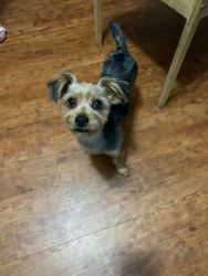 Yorkie - Female 10 months old