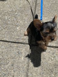 Yorkie pup for sale