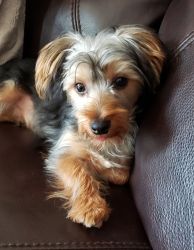 9mos old male pure bred Yorkie