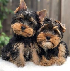 Adorable Yorshire Terrier Puppies