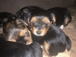 Yorkie puppy for sale.