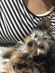 beautiful male yorkshire Terrier