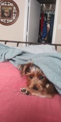 6 months Yorkie for sale