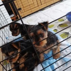 Yorkshire Terriers available for new homes now