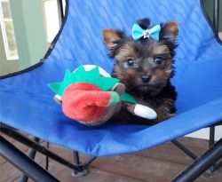 Champion of cuteness Yorkie puppies avialable now