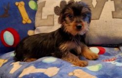 Health Tested Yorkshire Terrier Puppies