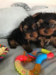 Teacup Yorkie puppies available.