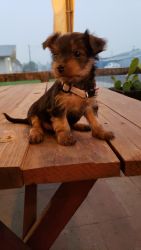 Yorkie puppies i have male's and female's