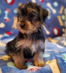 Excellent Temperature Yorkshire Terrier Puppies Ready