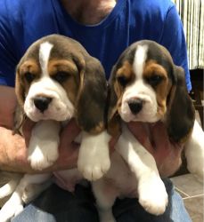 Home Reared Beagle Puppies.