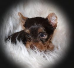 teger mal chocolate yorkie ready mid October