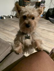 Cute male Yorkie. A year old.