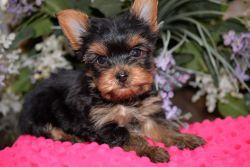 Registered Purebred Yorkies to be born