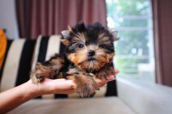 Small & Cute Yorkshire Terrier Puppy (xxx)xxx-xxxx