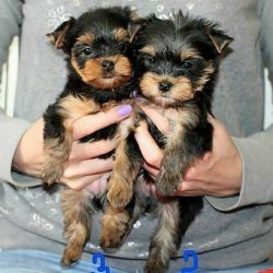 Two Top Class Yorkies Puppies Available