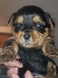 Available Yorkie for sale