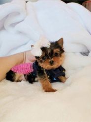 Yorkie puppies with outstanding personalities