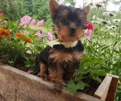 Home Raised Yorshire Terrier Puppies