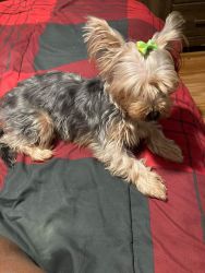 10 month old yorkie