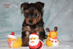 ANNA - YORKSHIRE TERRIER PUPPY FOR SALE