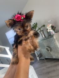 3 month old yorkshire terrier fully vacinated and vet certified