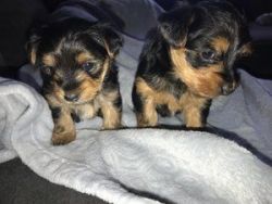Yorkie puppies for good homes