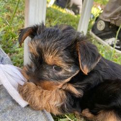 Hunter is a beautiful little yorkie looking for his forever home.