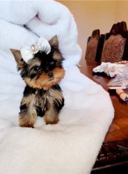 Yorkie puppies with outstanding personalities.