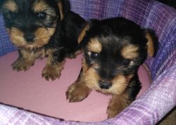 Yorkie puppies with outstanding personalities.