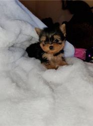 Magnificent outstanding champion Yorkie puppies
