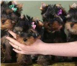 Quality Males and Female Yorkshire Terrier Pups