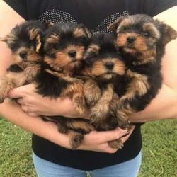 Super Adorable Yorkie Puppies Set to go